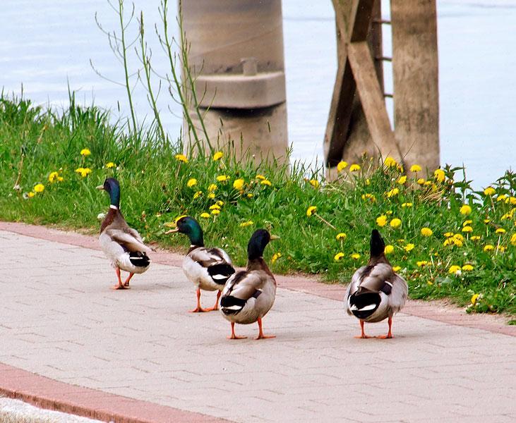 Elbhotel Блеккеде Экстерьер фото